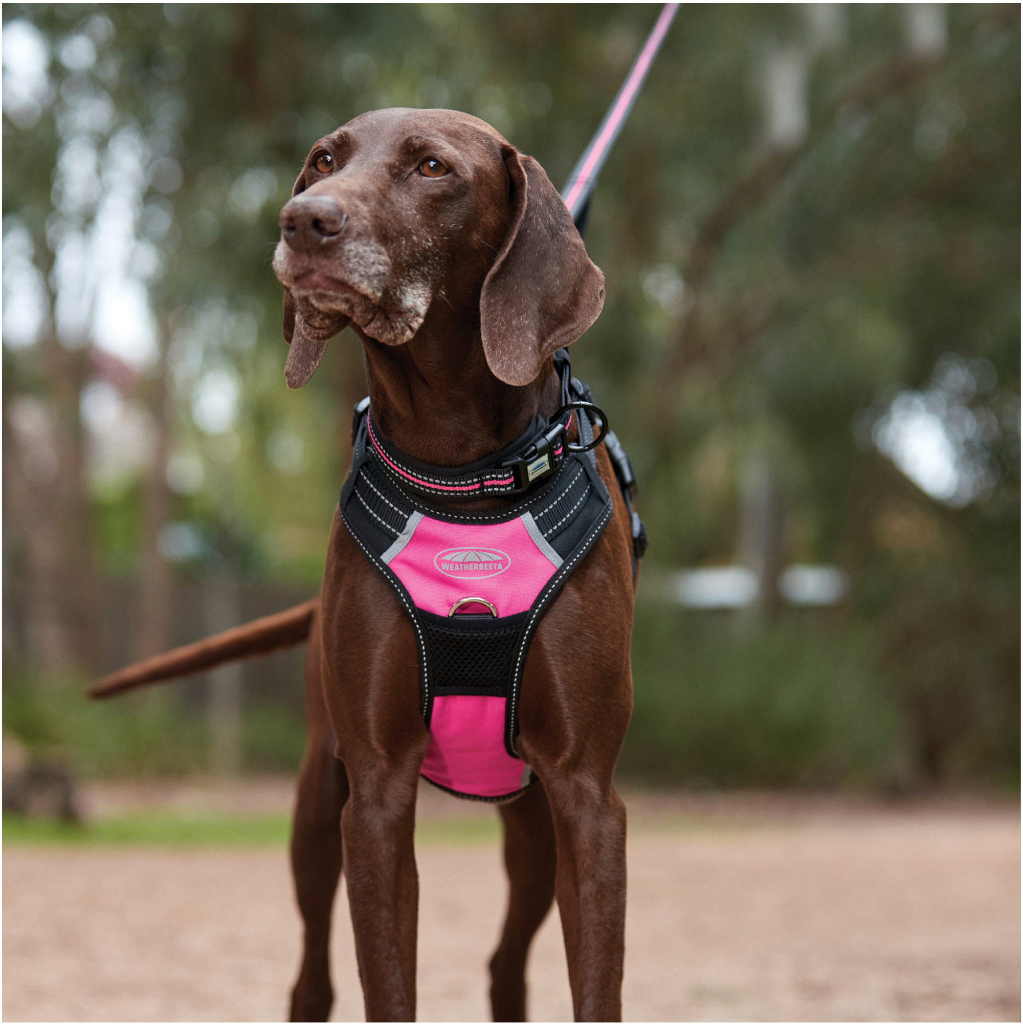 Weatherbeeta Reflective Dog Lead 1003619 -  Pink